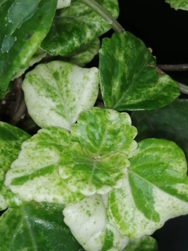 Plectranthus australis Variegato, foto 2