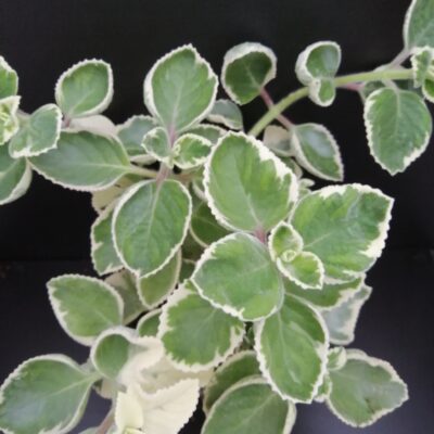 Plectranthus amboinicus Variegato
