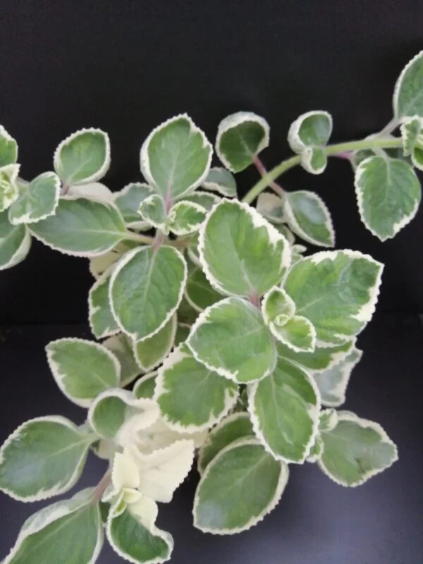 Plectranthus amboinicus Variegato, pianta da esterno