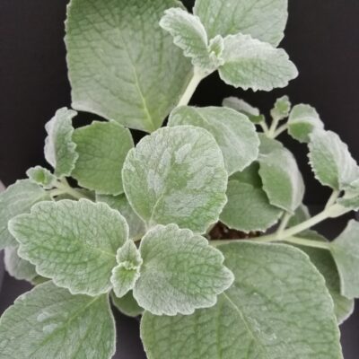Plectranthus argentatus