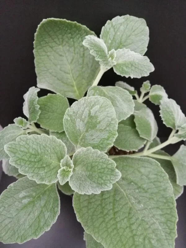 Plectranthus argentatus, pianta da esterno