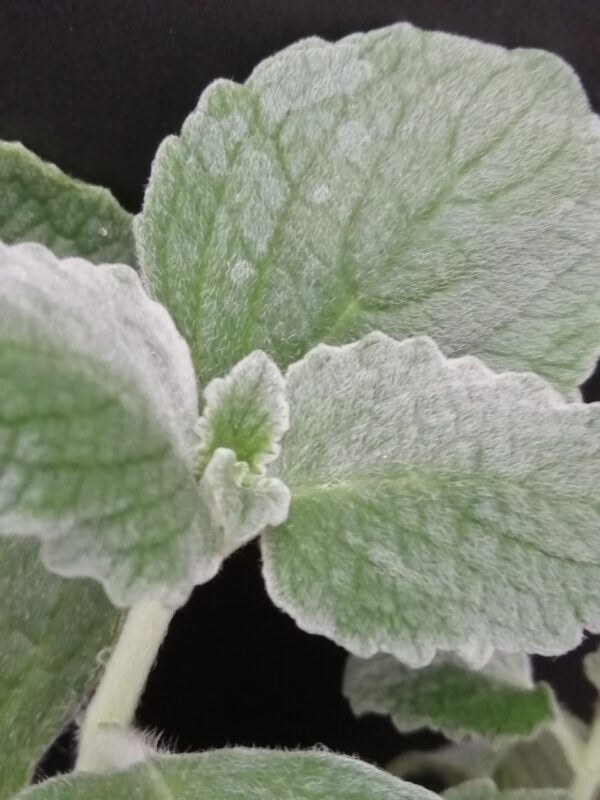 Plectranthus argentatus - immagine 3