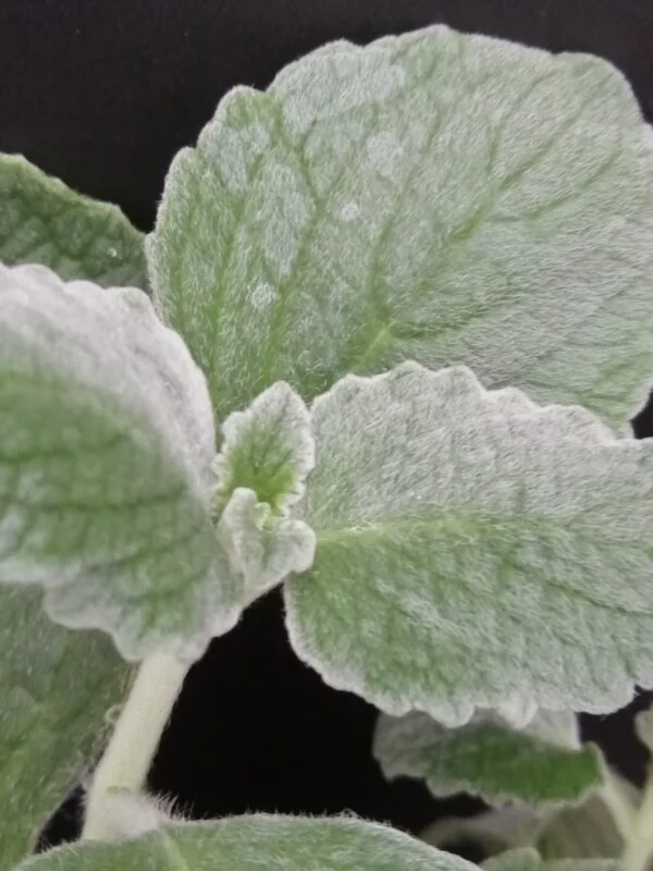 Plectranthus argentatus, foto 3