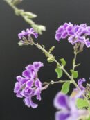 Duranta repens