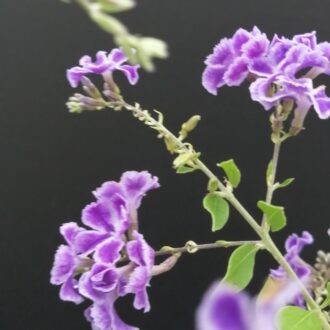 Duranta repens