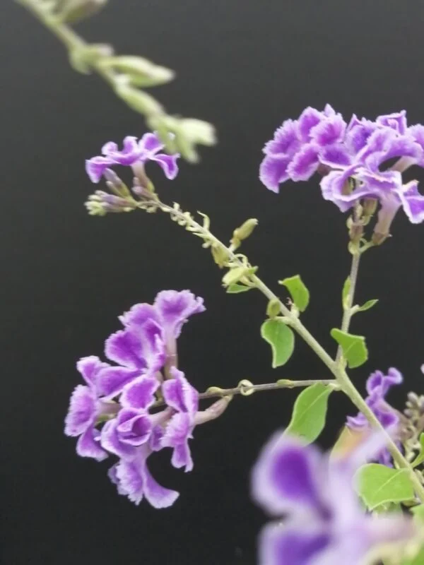 Duranta repens, pianta da esterno