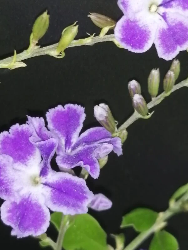 Duranta repens, foto 3