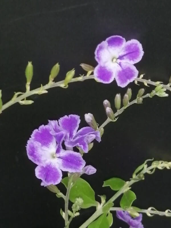 Duranta repens, foto 2