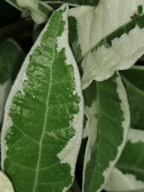 Ficus radicans White, foto 3