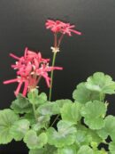 Pelargonium Petrei Black Country