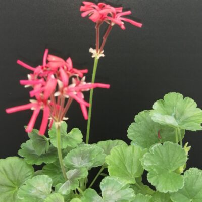 Pelargonium Petrei Black Country