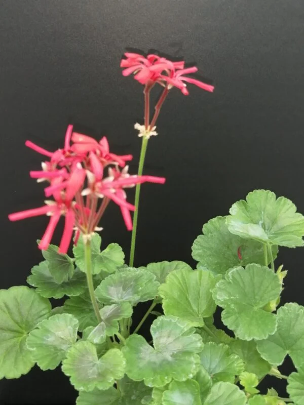 Pelargonium Petrei Black Country, pianta da esterno
