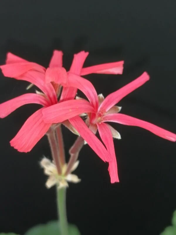 Pelargonium Petrei Black Country, foto 2