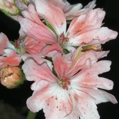 Pelargonium Zoe Kathleen