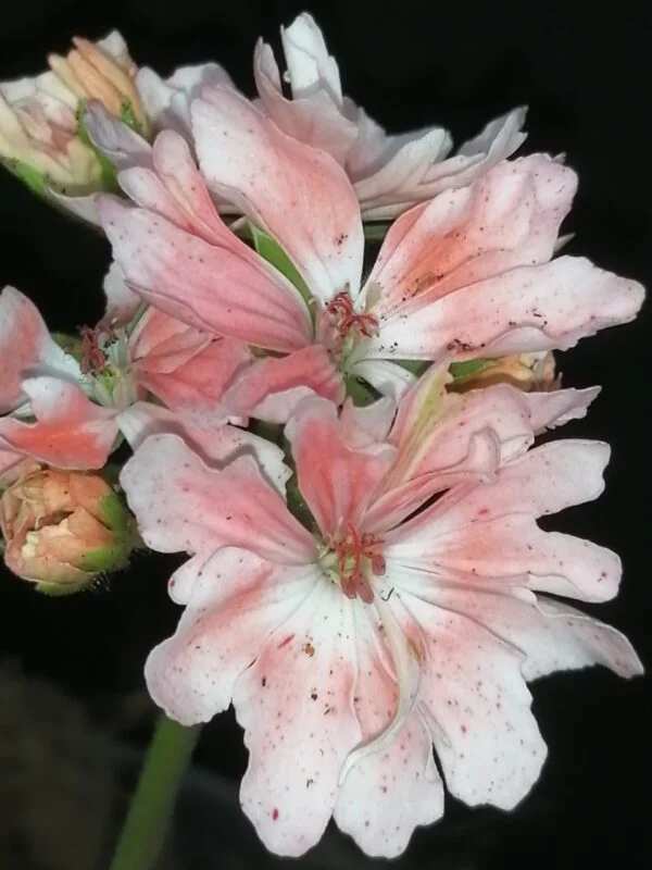 Pelargonium Zoe Kathleen, pianta da esterno