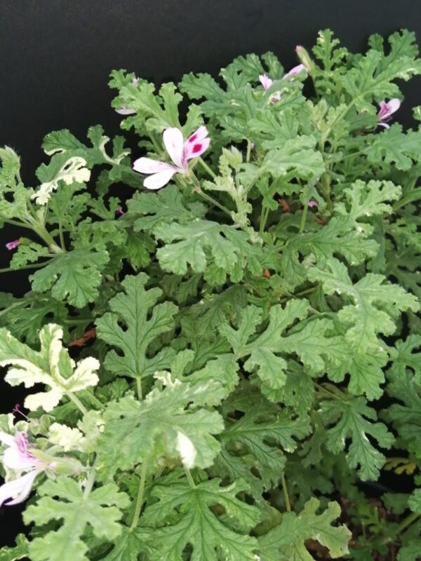 Pelargonium quercifolium Variegato - immagine 5