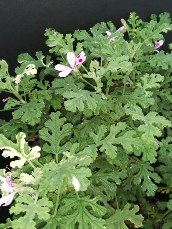 Pelargonium quercifolium Variegato, foto 5