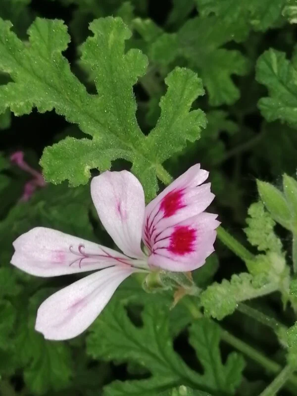 Pelargonium quercifolium Variegato, foto 6