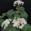 Pelargonium Uaito Ringu Rosebud, pianta da esterno