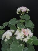 Pelargonium Uaito Ringu Rosebud