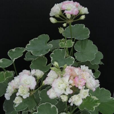 Pelargonium Uaito Ringu Rosebud