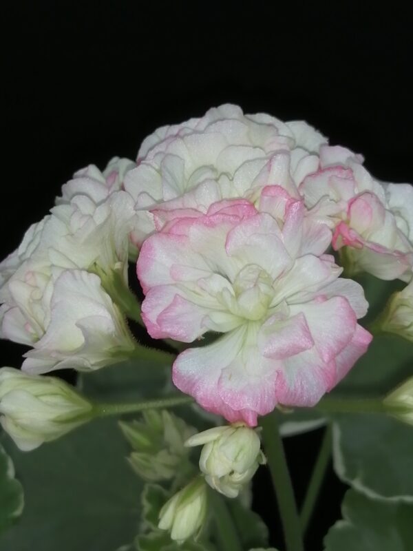 Pelargonium Uaito Ringu Rosebud - immagine 2
