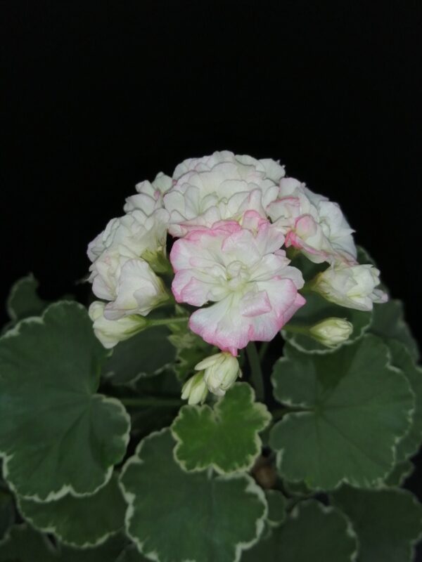Pelargonium Uaito Ringu Rosebud - immagine 3