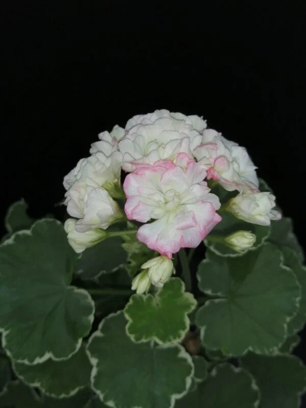 Pelargonium Uaito Ringu Rosebud, foto 3