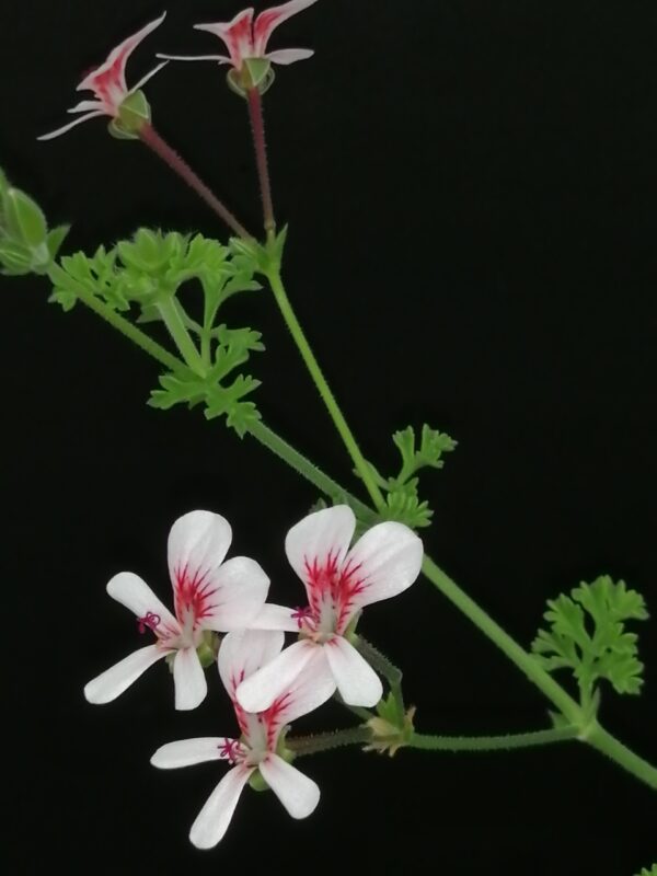 Pelargonium Shannon - immagine 3