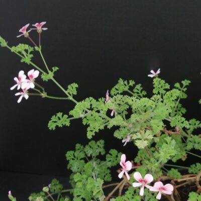 Pelargonium Shannon