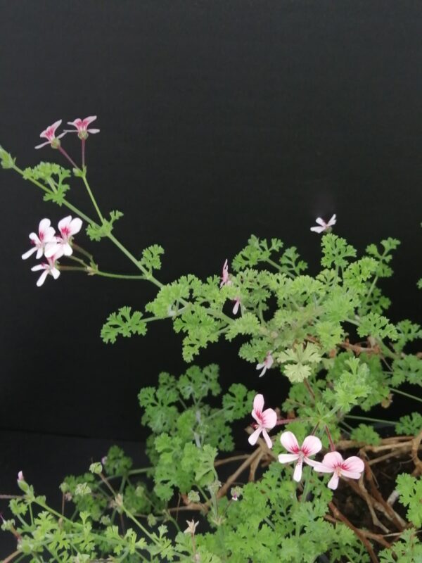Pelargonium Shannon