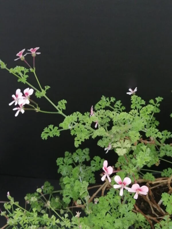 Pelargonium Shannon, pianta da esterno