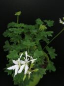 Pelargonium Vectis Glitter