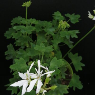 Pelargonium Vectis Glitter