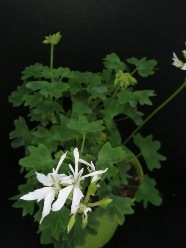Pelargonium Vectis Glitter, pianta da esterno