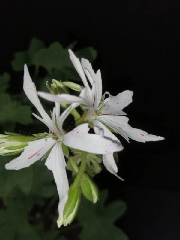 Pelargonium Vectis Glitter, foto 2