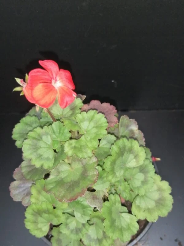 Pelargonium Fire Dancer, foto 3