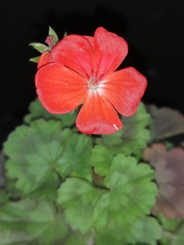 Pelargonium Fire Dancer - immagine 2