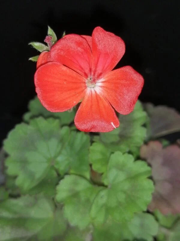 Pelargonium Fire Dancer, foto 2
