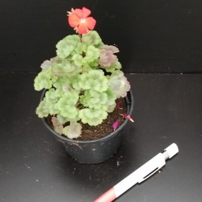 Pelargonium Fire Dancer