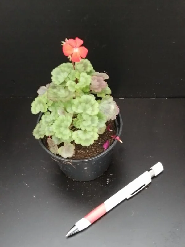 Pelargonium Fire Dancer, pianta da esterno