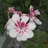 Pelargonium Americana White Splash, pianta da esterno
