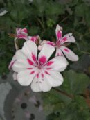 Pelargonium Americana White Splash