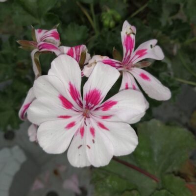 Pelargonium Americana White Splash