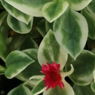 Aptenia cordifolia Variegata