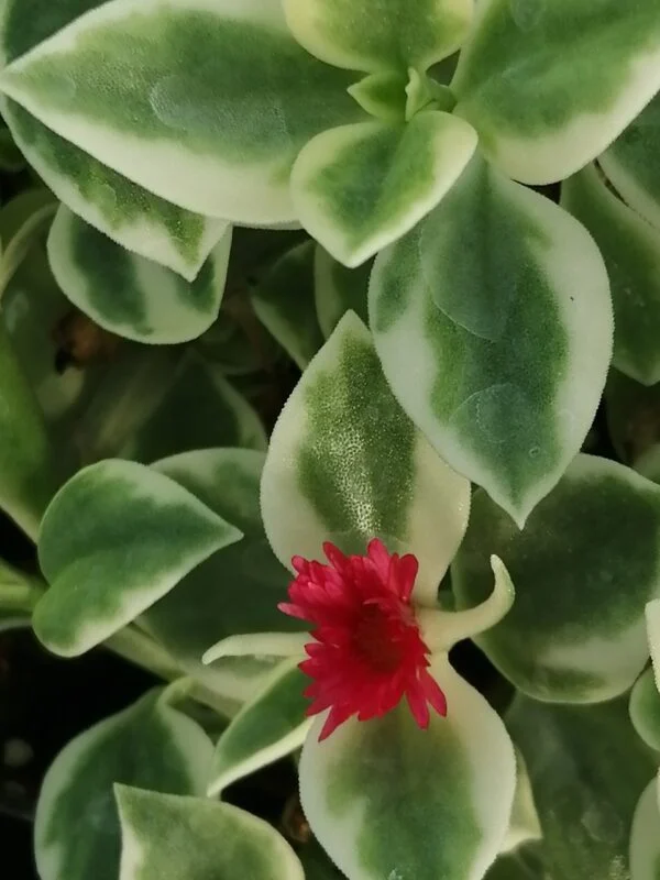 Aptenia cordifolia Variegata, pianta da esterno