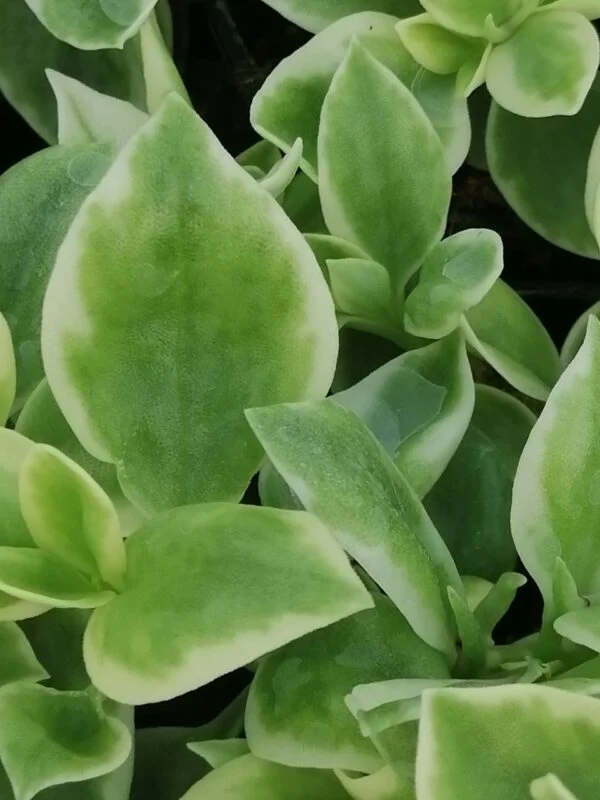 Aptenia cordifolia Variegata, foto 2