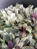 Ajuga reptans Princess Nadia