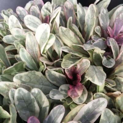 Ajuga reptans Princess Nadia