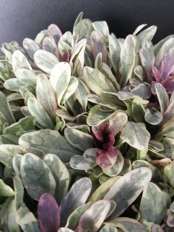 Ajuga reptans Princess Nadia, pianta da esterno